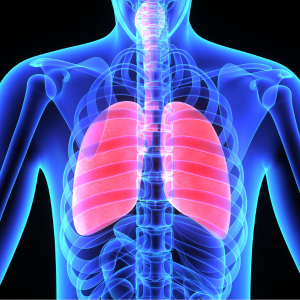 A medical illustration of the body with lungs highlighted